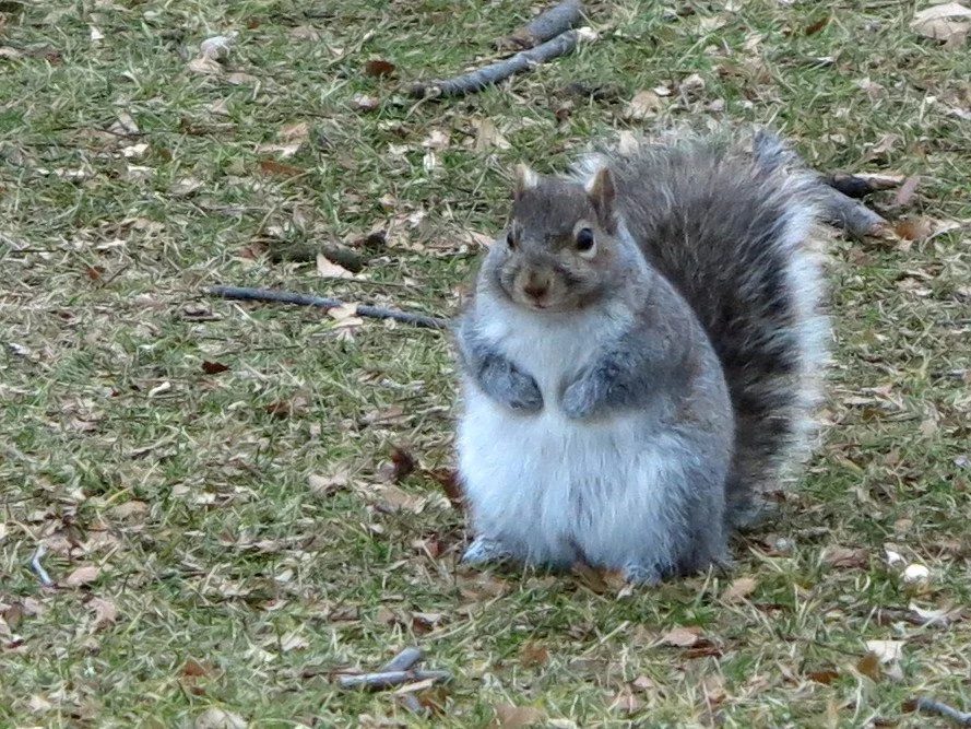 Godfather Squirrel Blank Meme Template