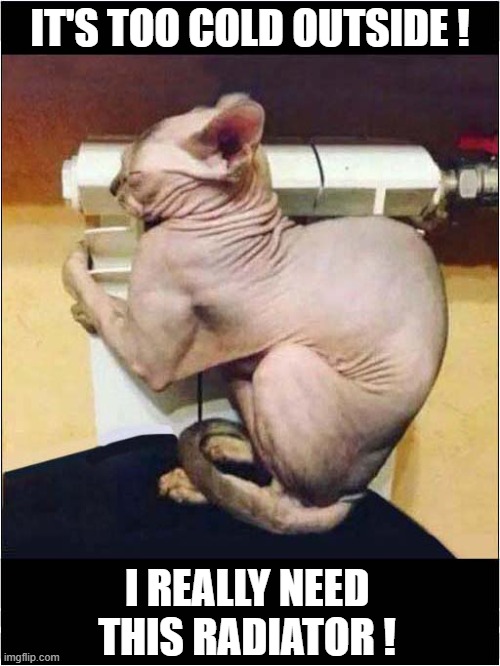 Keep Hairless Cats Warm ! | IT'S TOO COLD OUTSIDE ! I REALLY NEED THIS RADIATOR ! | image tagged in cats,hairless,cold,radiator | made w/ Imgflip meme maker