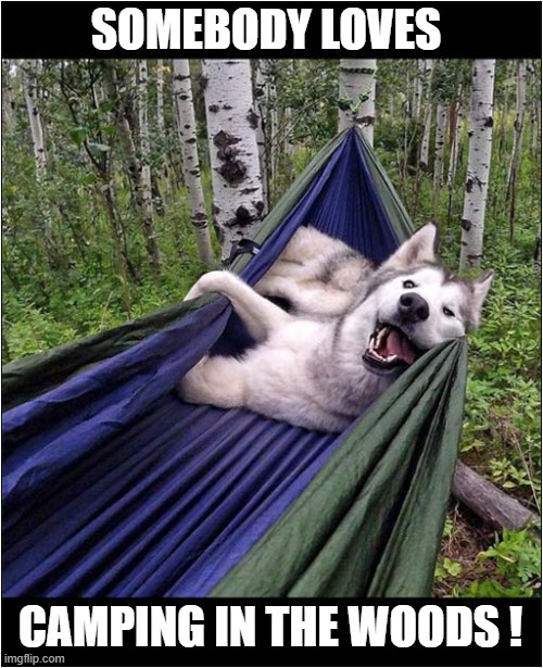 The Great Outdoors ! | SOMEBODY LOVES; CAMPING IN THE WOODS ! | image tagged in dogs,husky,camping,hammock | made w/ Imgflip meme maker