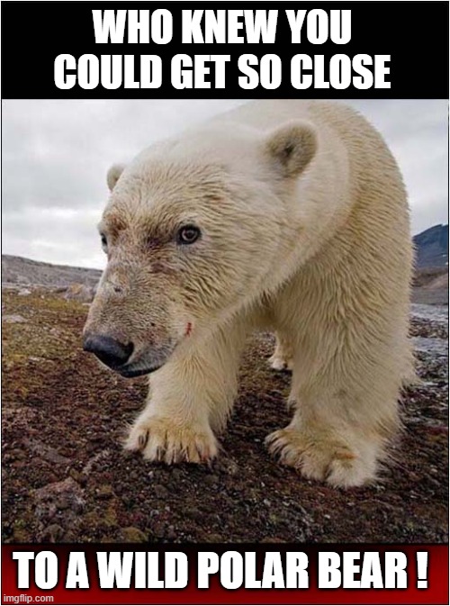 The Last Picture He Ever Took ! | WHO KNEW YOU COULD GET SO CLOSE; TO A WILD POLAR BEAR ! | image tagged in polar bear,last picture,dark humour | made w/ Imgflip meme maker