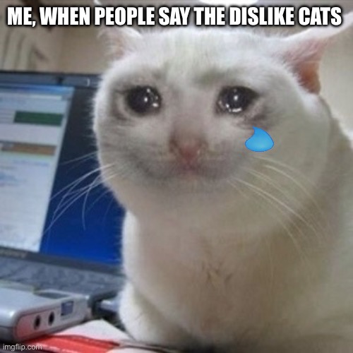 Crying cat | ME, WHEN PEOPLE SAY THE DISLIKE CATS | image tagged in crying cat | made w/ Imgflip meme maker