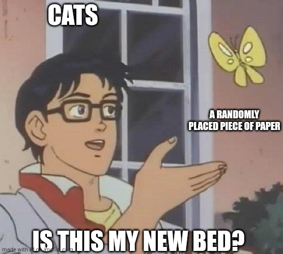 But I bought a bed specifically for you ??? | CATS; A RANDOMLY PLACED PIECE OF PAPER; IS THIS MY NEW BED? | image tagged in is this butterfly | made w/ Imgflip meme maker