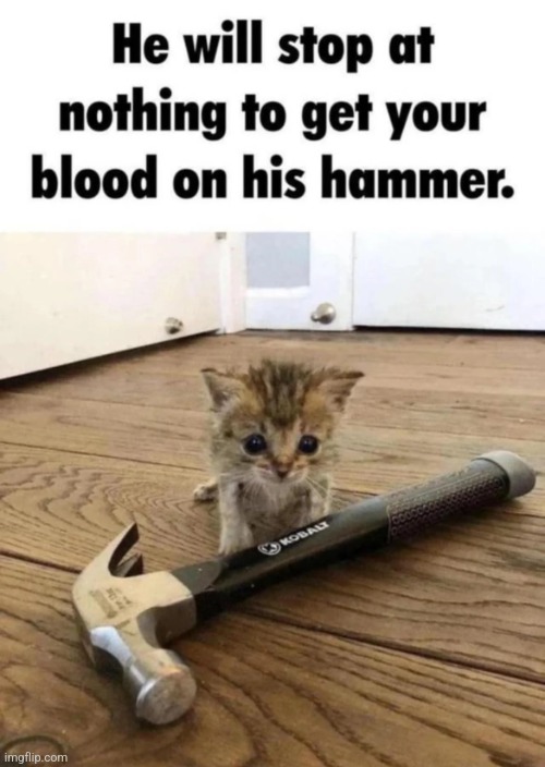 MurderCat | image tagged in murdercat | made w/ Imgflip meme maker