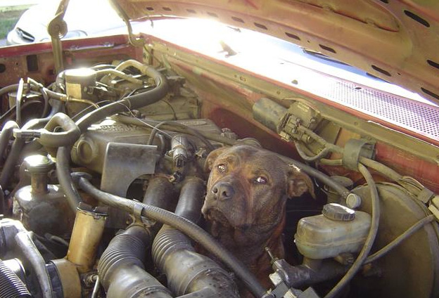 Dog In Engine Blank Meme Template