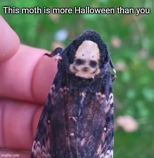 This moth is more Halloween than you | image tagged in skull,moth,more halloween than you | made w/ Imgflip meme maker