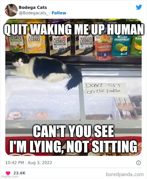 Funny cat | QUIT WAKING ME UP HUMAN; CAN'T YOU SEE I'M LYING, NOT SITTING | image tagged in funny cat | made w/ Imgflip meme maker