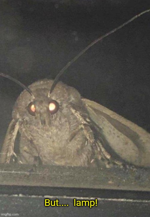 Moth | But....  lamp! | image tagged in moth | made w/ Imgflip meme maker