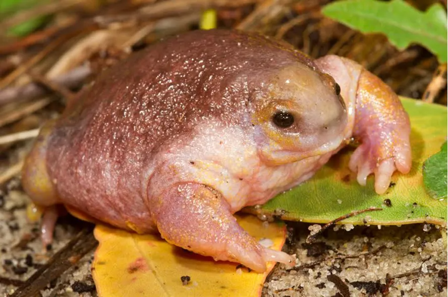 Sideeyed frog Blank Meme Template