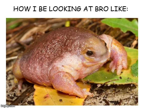 bro messed up- | HOW I BE LOOKING AT BRO LIKE: | image tagged in blank white template,frog,myobatrachus,side eye,myobatrachus sideye,bro | made w/ Imgflip meme maker