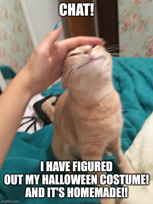 :3 | CHAT! I HAVE FIGURED OUT MY HALLOWEEN COSTUME!
AND IT'S HOMEMADE!! | image tagged in cat pat | made w/ Imgflip meme maker