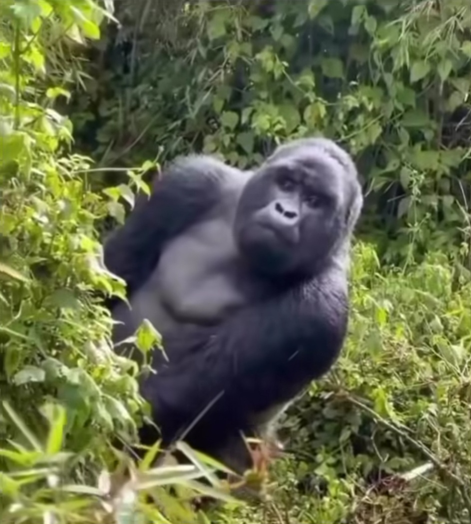 Gorilla Blank Meme Template