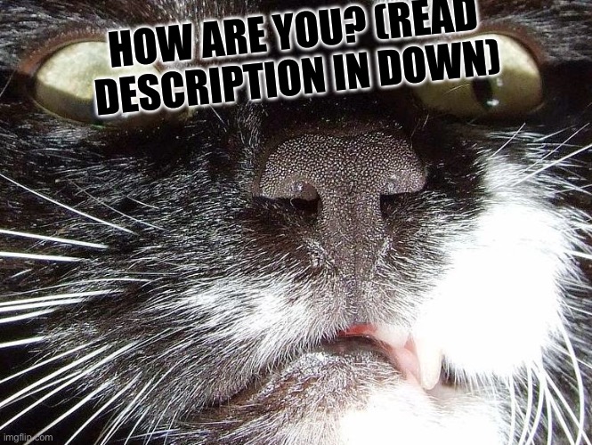 Scary Cat Extreme Closeup | HOW ARE YOU? (READ DESCRIPTION IN DOWN) | image tagged in scary cat extreme closeup | made w/ Imgflip meme maker