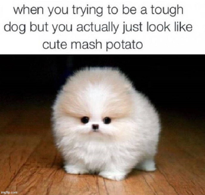 Tough | image tagged in dogs | made w/ Imgflip meme maker