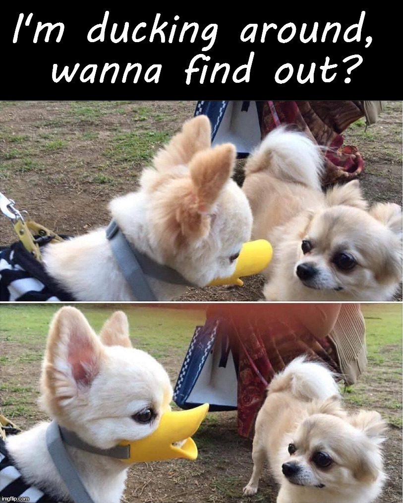 Duck dog | I'm ducking around, 
wanna find out? | image tagged in dogs | made w/ Imgflip meme maker