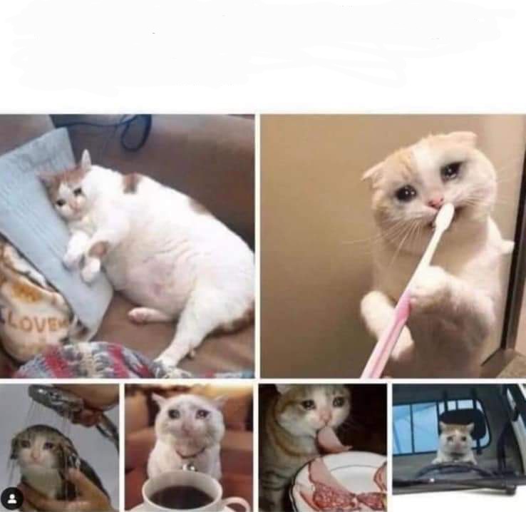 Getting up for work cat Blank Meme Template