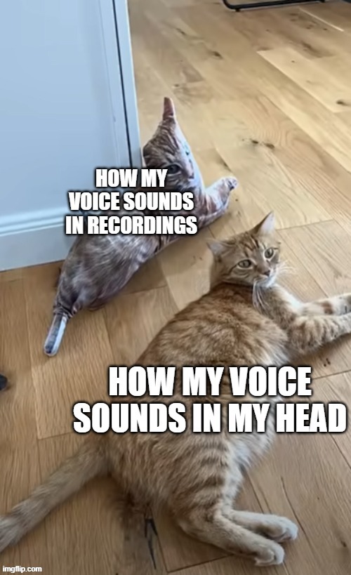 Real | image tagged in memes,funny,cats,comparison,voice | made w/ Imgflip meme maker