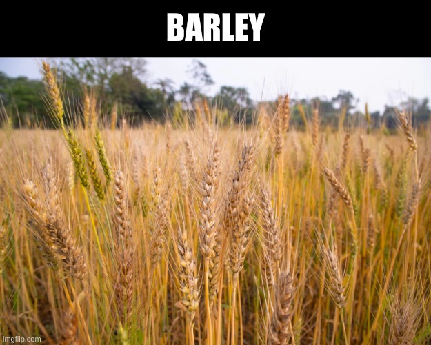 BARLEY | BARLEY | image tagged in barley | made w/ Imgflip meme maker