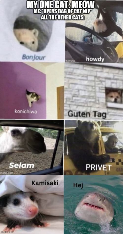 my neighbors house is swarming with cats! | MY ONE CAT: MEOW; ME: *OPENS BAG OF CAT NIP*
ALL THE OTHER CATS: | image tagged in bonjour howdy konichiwa guten tag selam privet kamisaki hej | made w/ Imgflip meme maker