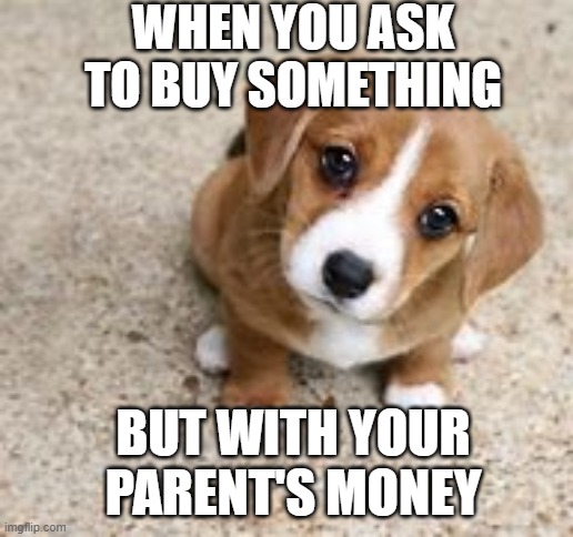 Puppy Eyes | WHEN YOU ASK TO BUY SOMETHING; BUT WITH YOUR PARENT'S MONEY | image tagged in cute puppy | made w/ Imgflip meme maker