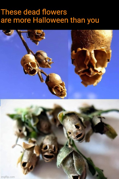 These dead flowers are more Halloween than you | image tagged in dead,snapdragon,flowers,more,halloween,than you | made w/ Imgflip meme maker