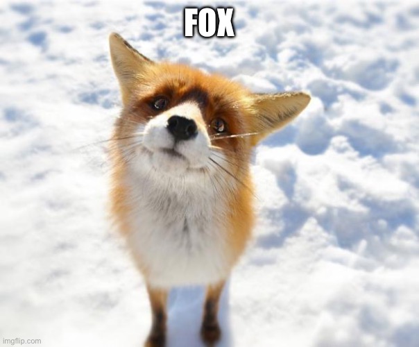 What Does The Fox Say? | FOX | image tagged in what does the fox say | made w/ Imgflip meme maker