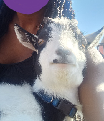 The goat that crawled into Purple's lap Blank Meme Template