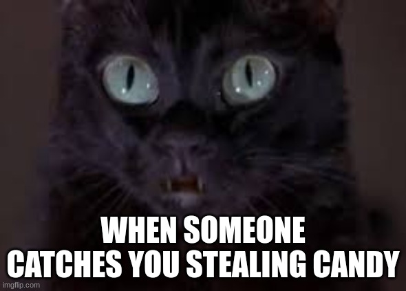 WHEN SOMEONE CATCHES YOU STEALING CANDY | image tagged in cats | made w/ Imgflip meme maker