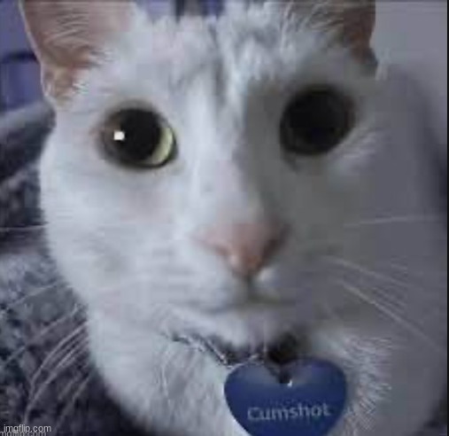 cumshot the cat | image tagged in cumshot the cat | made w/ Imgflip meme maker