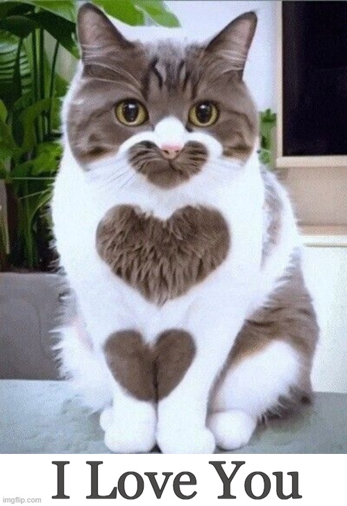 Cat Love | I Love You | image tagged in love cat,cat,i heart,heart,i love you | made w/ Imgflip meme maker