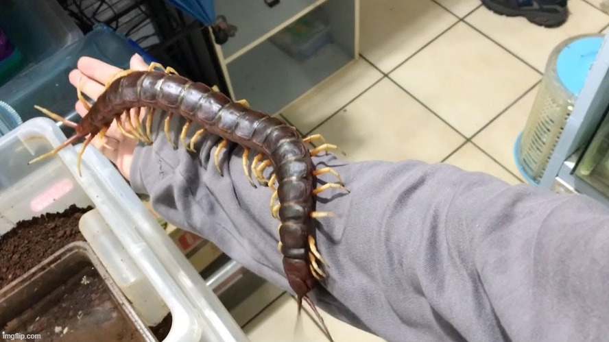 centipede | image tagged in centipede | made w/ Imgflip meme maker