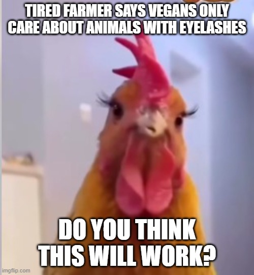 hen with eyelashes | TIRED FARMER SAYS VEGANS ONLY CARE ABOUT ANIMALS WITH EYELASHES; DO YOU THINK THIS WILL WORK? | image tagged in vegan | made w/ Imgflip meme maker