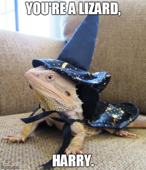 YOU'RE A LIZARD, HARRY. | image tagged in lizardharry | made w/ Imgflip meme maker