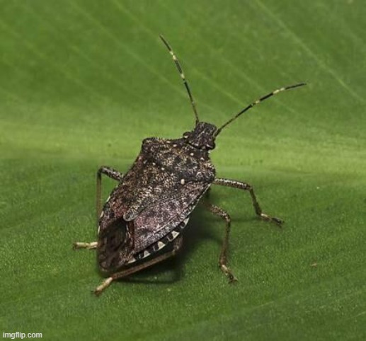 Stink bug | image tagged in stink bug | made w/ Imgflip meme maker