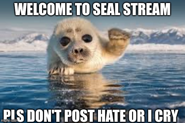 hewwo | WELCOME TO SEAL STREAM; PLS DON'T POST HATE OR I CRY | image tagged in seal | made w/ Imgflip meme maker