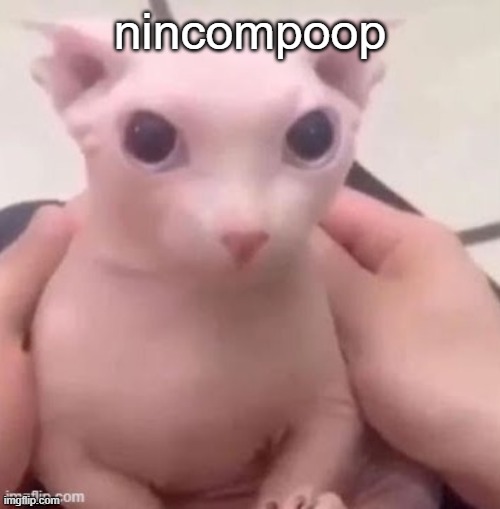 bingus | nincompoop | image tagged in bingus | made w/ Imgflip meme maker