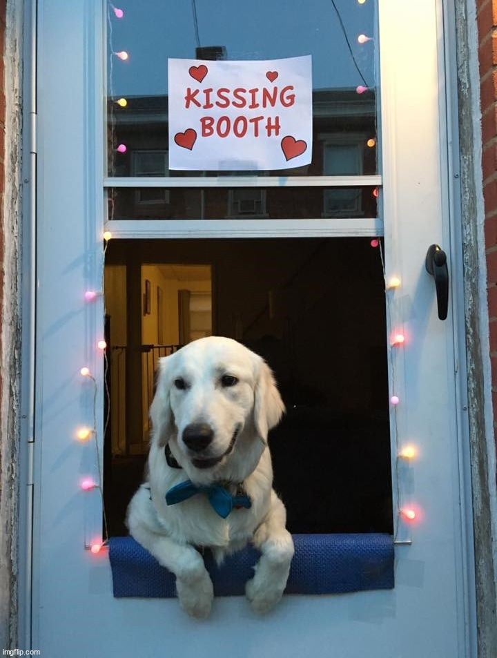 I would stop by | image tagged in dogs | made w/ Imgflip meme maker