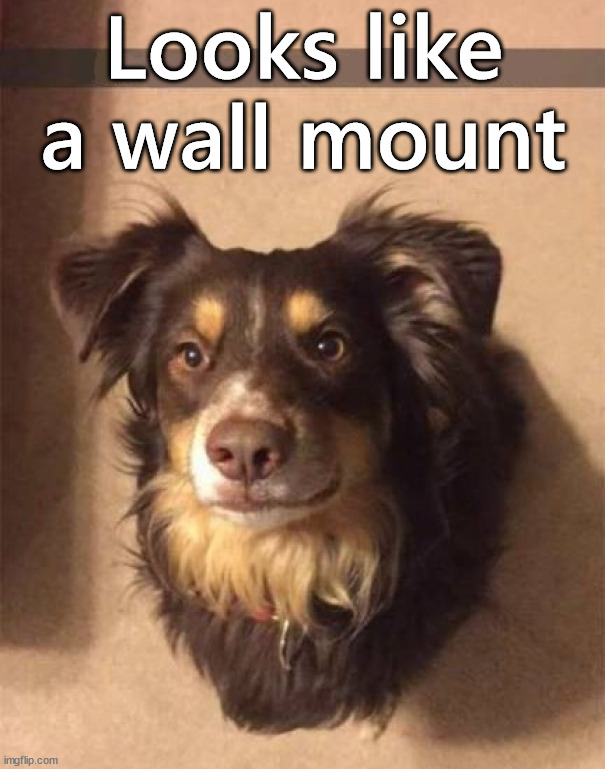 Looks like | Looks like a wall mount | image tagged in dogs | made w/ Imgflip meme maker
