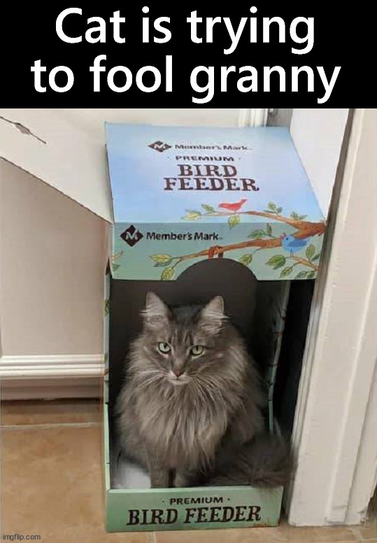 You are not fooling anyone | Cat is trying to fool granny | image tagged in cats | made w/ Imgflip meme maker