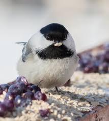 Fat Little Chickadee Blank Meme Template