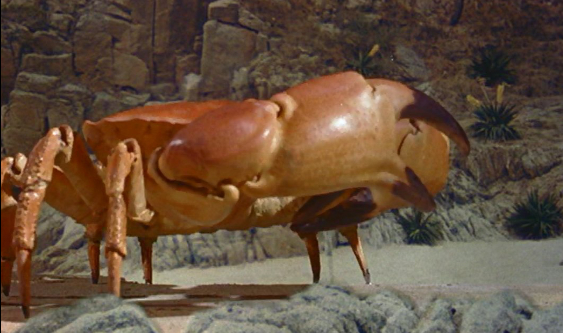 Giant stone crab Blank Meme Template