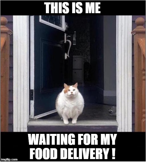 Come On ... I'm Hungry ! | THIS IS ME; WAITING FOR MY
FOOD DELIVERY ! | image tagged in cats,fat cat,food delivery | made w/ Imgflip meme maker