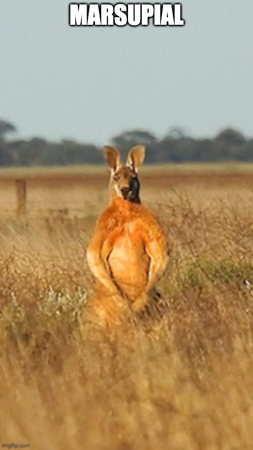 Flexing kangaroo | MARSUPIAL | image tagged in flexing kangaroo | made w/ Imgflip meme maker