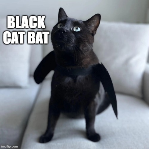 memes by Brad - This black cat is a bat ..... for Halloween | BLACK CAT BAT | image tagged in funny,cats,kitten,black cat,halloween,bats | made w/ Imgflip meme maker