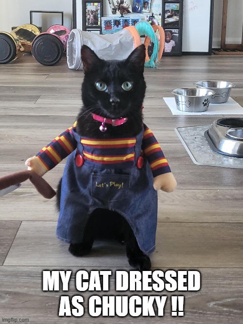 memes by Brad - Halloween cat is dressed up like Chucky !! | MY CAT DRESSED AS CHUCKY !! | image tagged in cats,funny,halloween,costume,halloween costume,humor | made w/ Imgflip meme maker