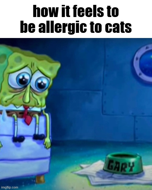 Gary Come Home | how it feels to be allergic to cats | image tagged in gary come home | made w/ Imgflip meme maker