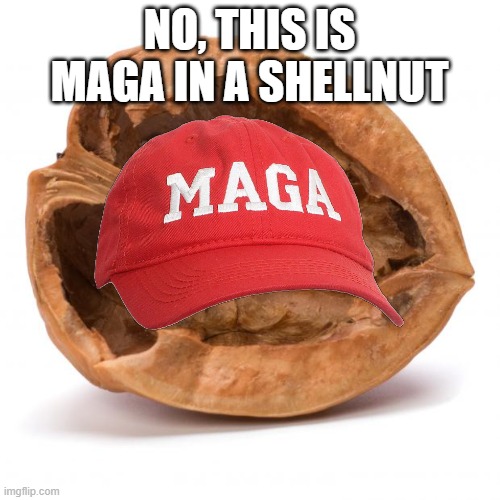 Nutshell | NO, THIS IS MAGA IN A SHELLNUT | image tagged in nutshell | made w/ Imgflip meme maker