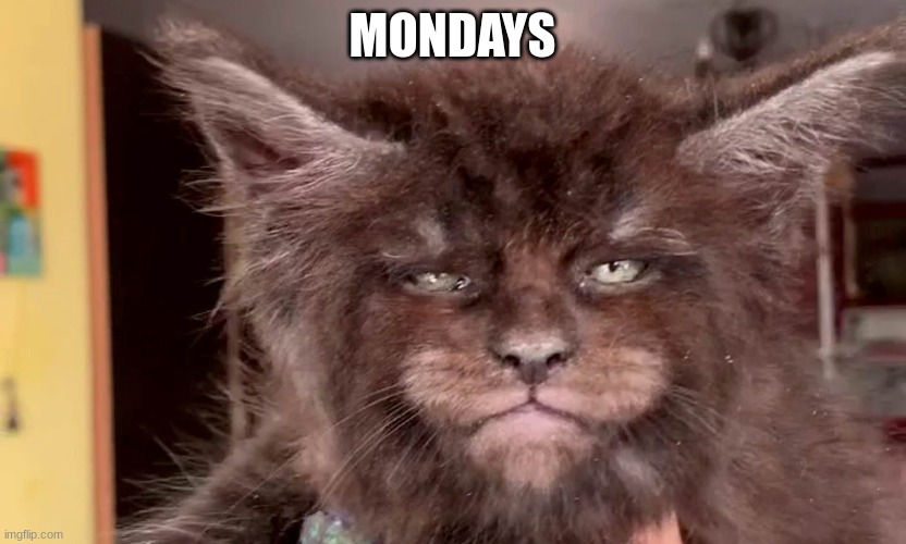 Monday:( | MONDAYS | image tagged in cats | made w/ Imgflip meme maker