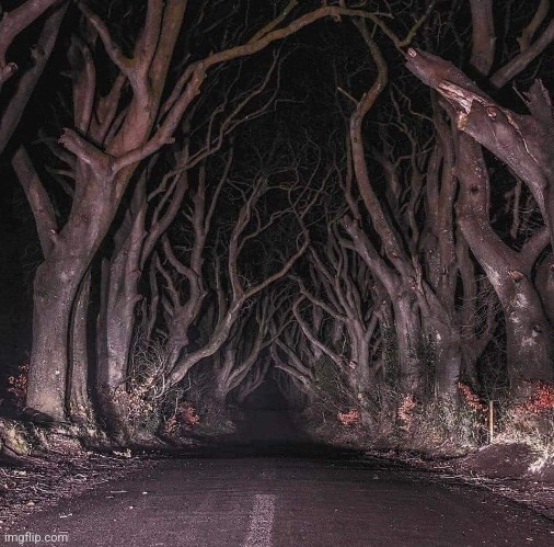 TAKE A TRIP DOWN THIS SPOOKY ROAD IN IRELAND | image tagged in spooky,trees,creepy | made w/ Imgflip meme maker