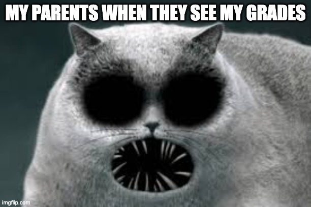 MY PARENTS WHEN THEY SEE MY GRADES | image tagged in cats,school | made w/ Imgflip meme maker