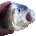 Killer fish Meme Template